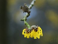 Hamamelis x intermedia 2015 02 07 3048